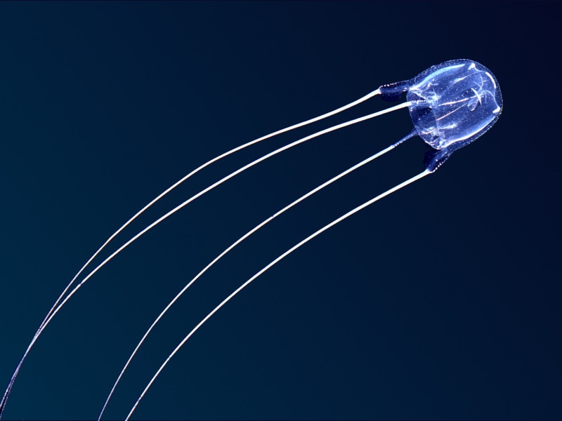 海,刺された,海で何かに刺された,刺される,チンクイ,刺されやすい人,海で刺される,ミミズ腫れ,海で刺された,チクチク,腫れ,何かに刺された,水ぶくれ,腫れる,海で刺された