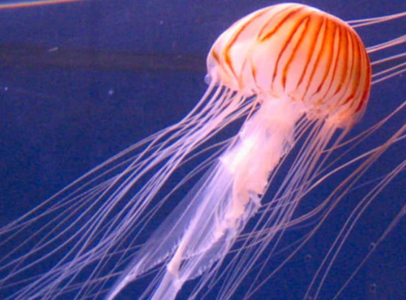 海,刺された,海で何かに刺された,刺される,チンクイ,刺されやすい人,海で刺される,ミミズ腫れ,海で刺された,チクチク,腫れ,何かに刺された,水ぶくれ,腫れる,海で刺された