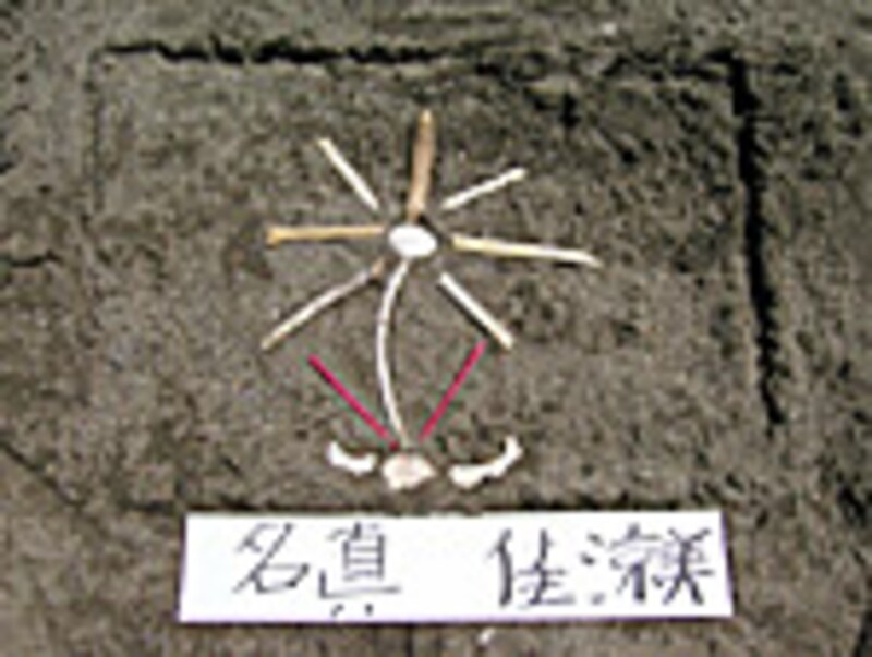 こんなお花ができちゃいました