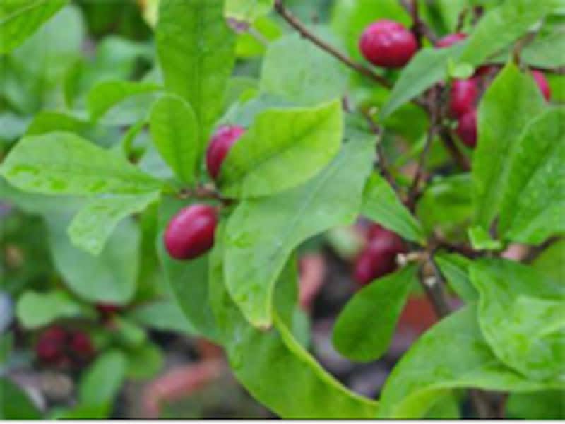 ミラクルフルーツ