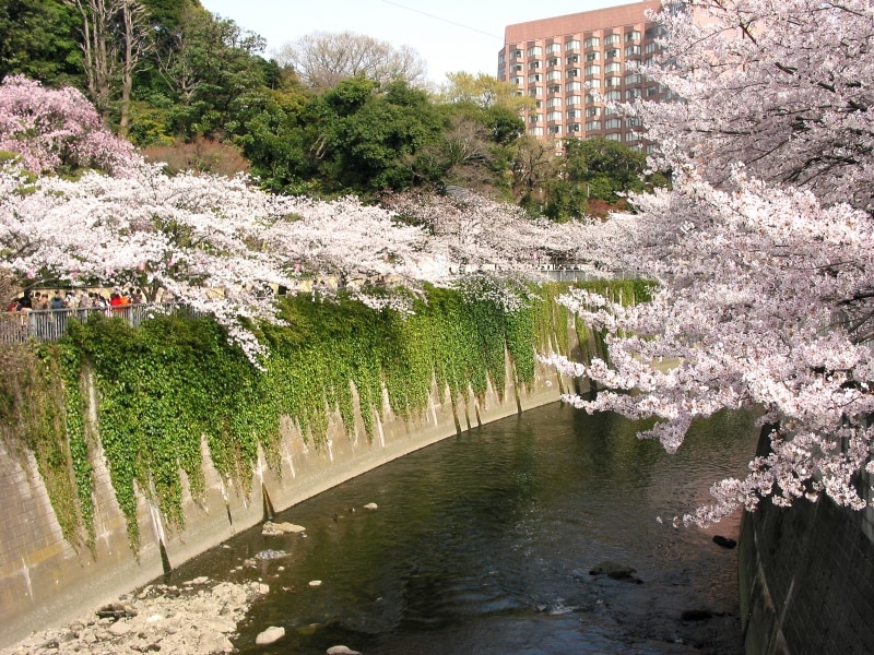 両岸に桜並木が続いている