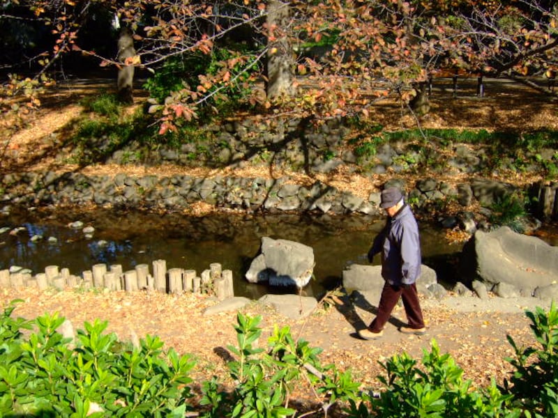 落ち葉を踏みしめて歩く井の頭公園。