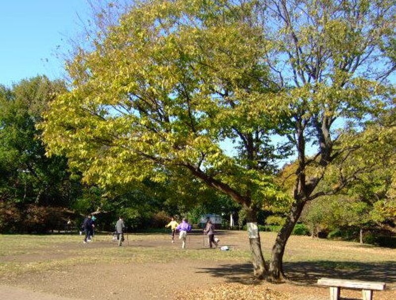 落ち葉を踏みしめて歩く井の頭公園。