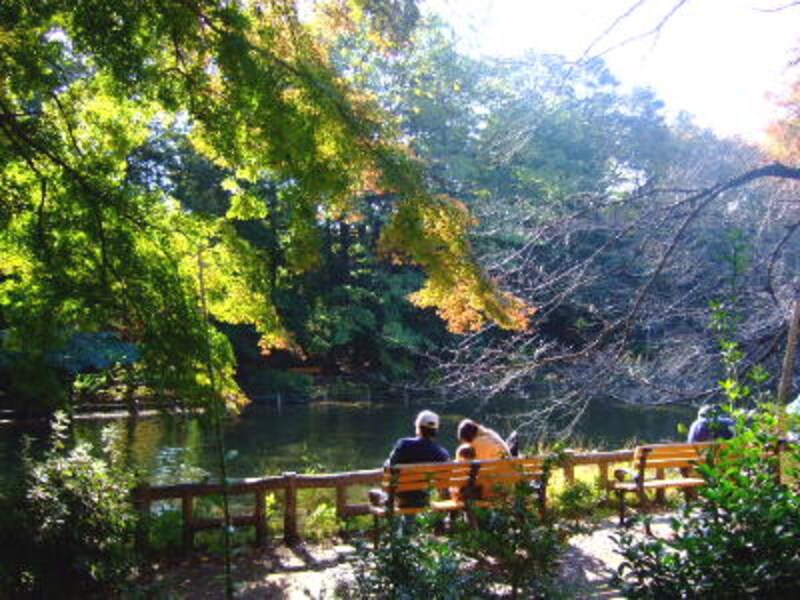落ち葉を踏みしめて歩く井の頭公園。