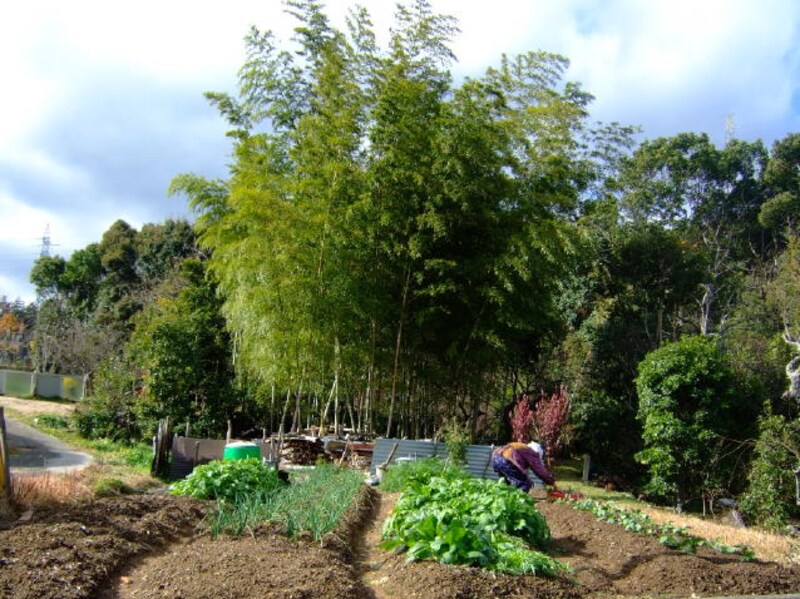 落ち葉を踏みしめて歩く。