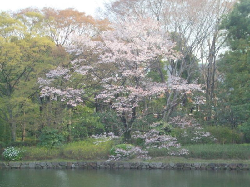 北の丸公園の桜。
