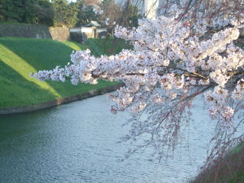 半蔵門の桜。