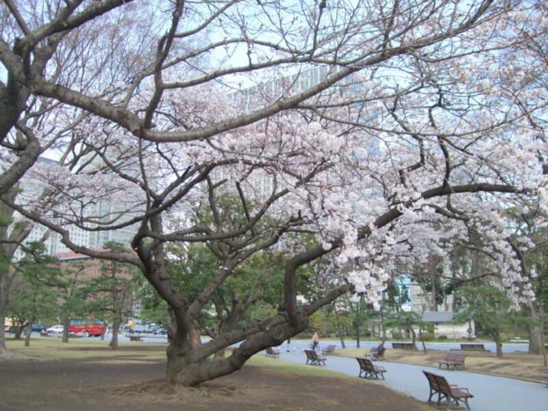 皇居外苑の桜