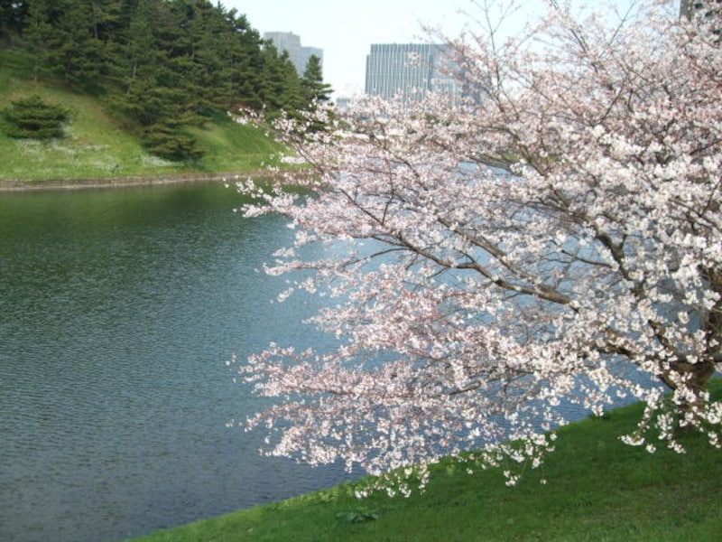 お堀の桜