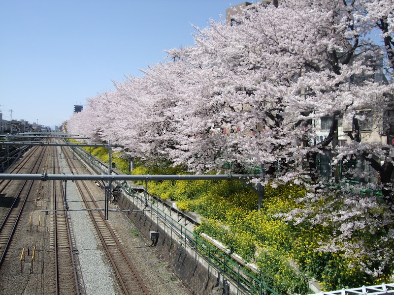 東中野の桜