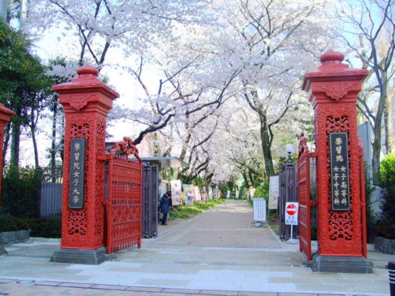学習院女子の正門の桜
