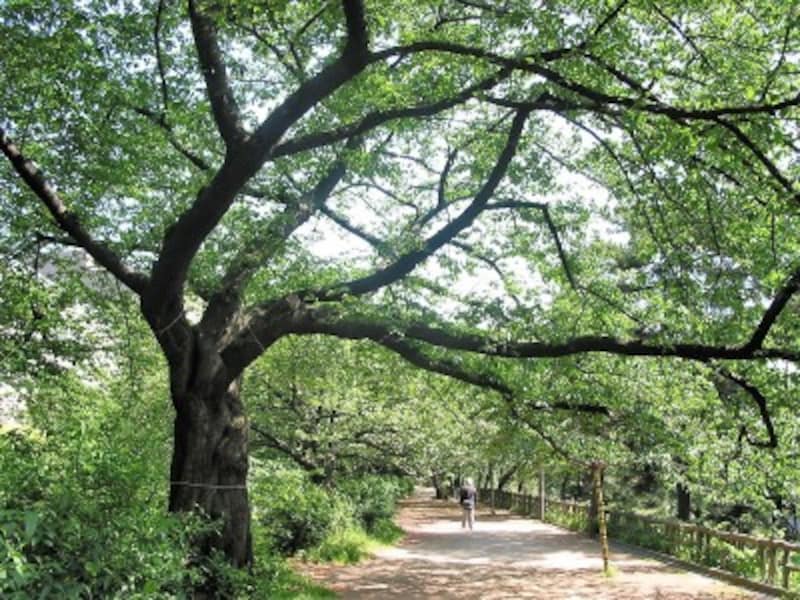 穴場のお散歩コースだ