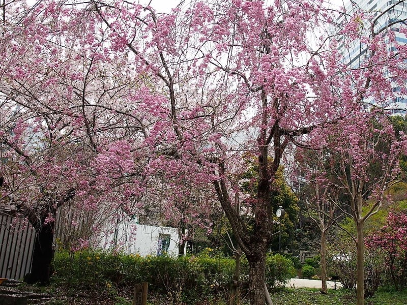 ソメイヨシノの花が終わったあと4月の半ばごろから開花し、長い期間咲き続ける