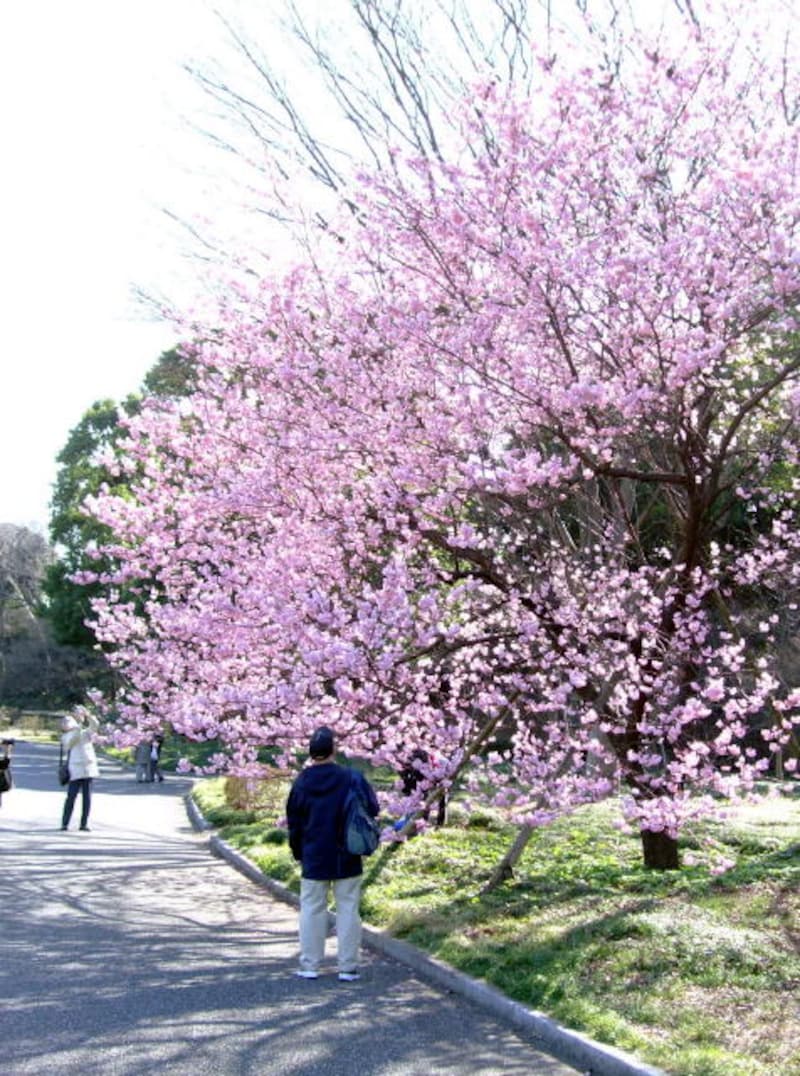 早咲きの桜を観ながら歩く東御苑。