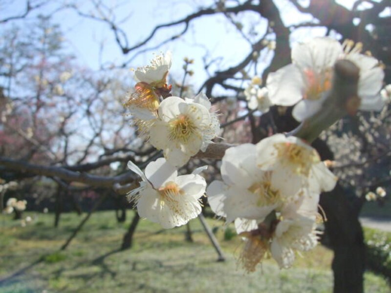 皇居外苑の桜