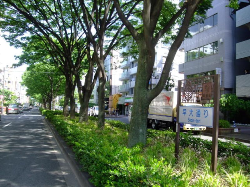 早大通りのケヤキ並木<