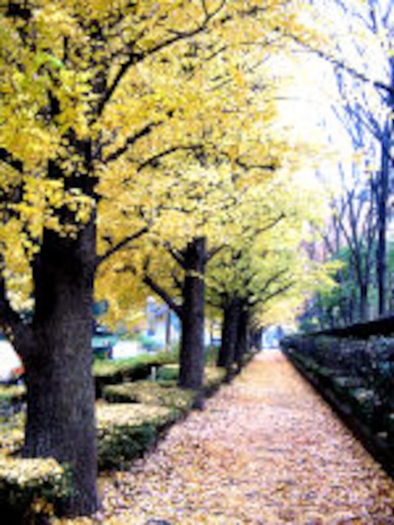 イル・グラッポロ・ダ・ミウラ