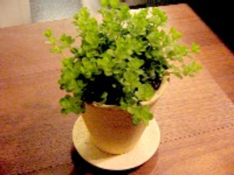 クルックキッチン