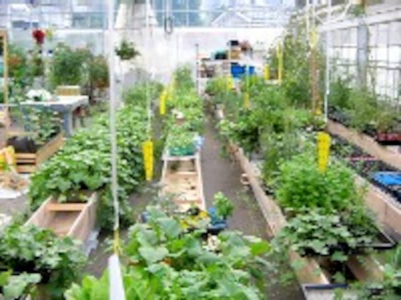 おいしい野菜塾