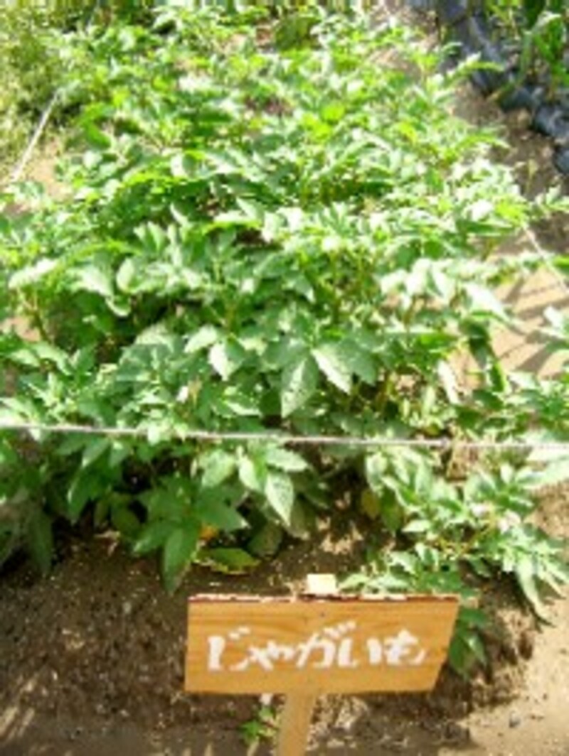 おいしい野菜塾