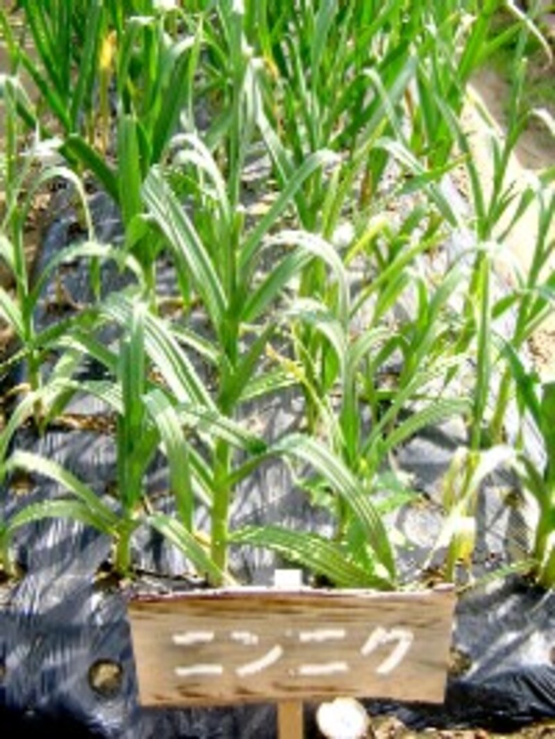 おいしい野菜塾