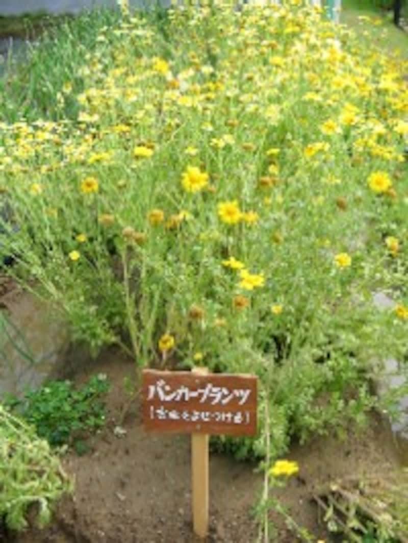 おいしい野菜塾