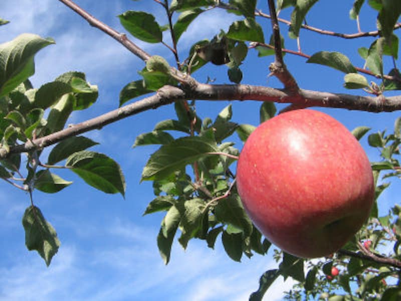 アップルパイ＆タルトタタンのおいしいお店