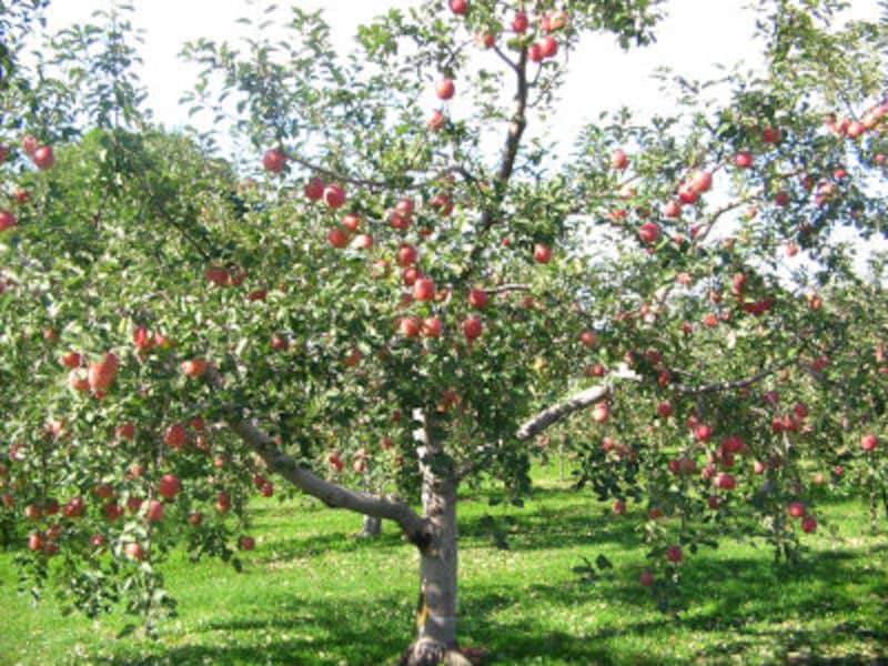 アップルパイ＆タルトタタンのおいしいお店
