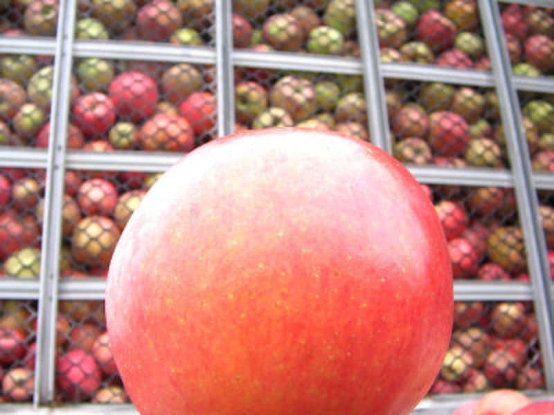 アップルパイ＆タルトタタンのおいしいお店