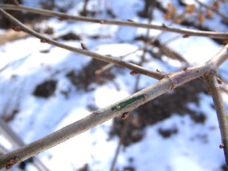 軽井沢ホテルブレストンコート