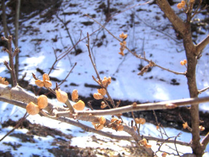 軽井沢ホテルブレストンコート