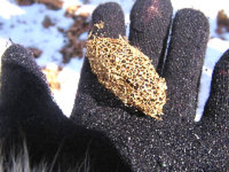 軽井沢ホテルブレストンコート