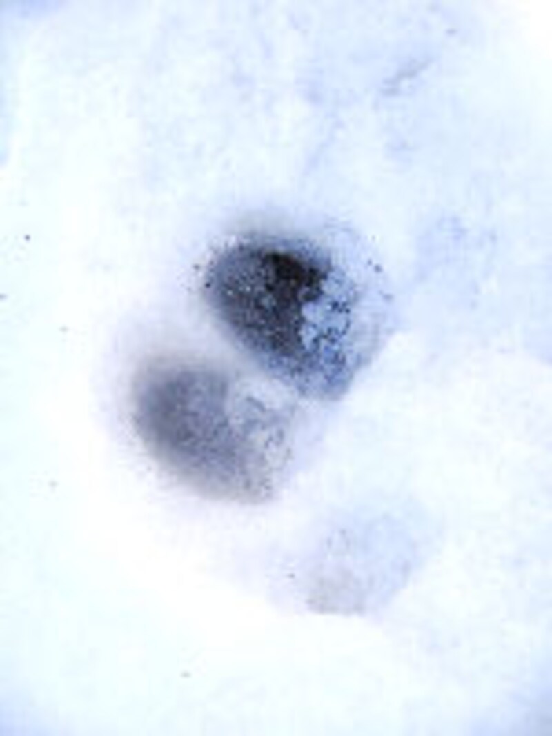 軽井沢ホテルブレストンコート