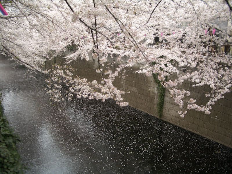 今年の桜は目黒川