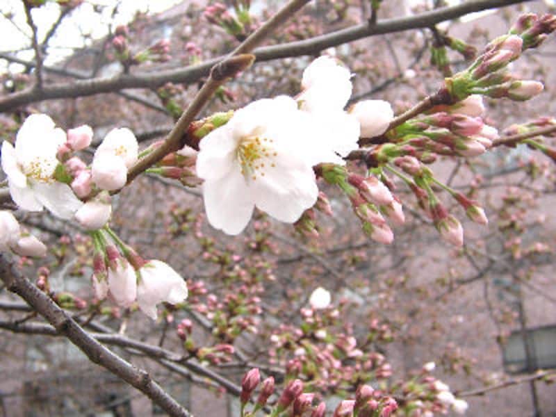 ドラマで使われたレストラン永久保存版７！