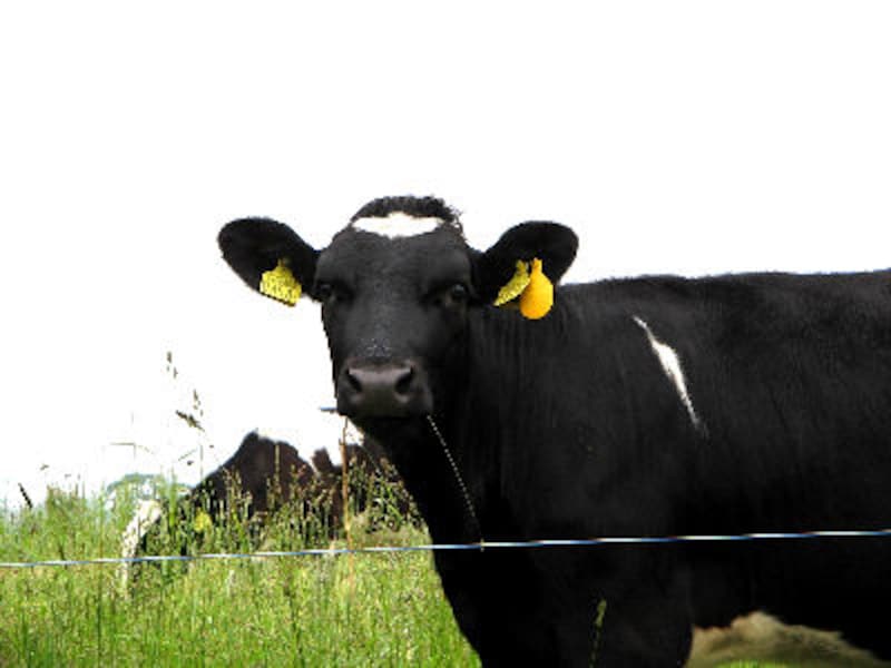 モトヤマ ミルク・バー