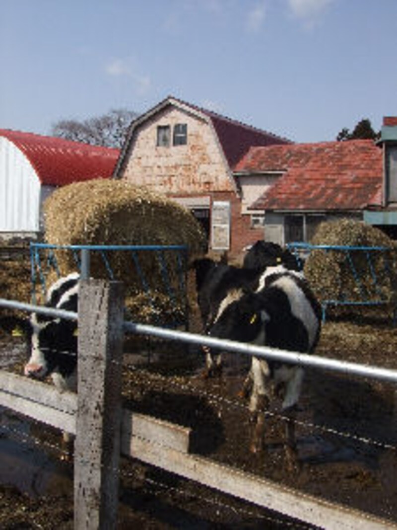 モトヤマ ミルク・バー