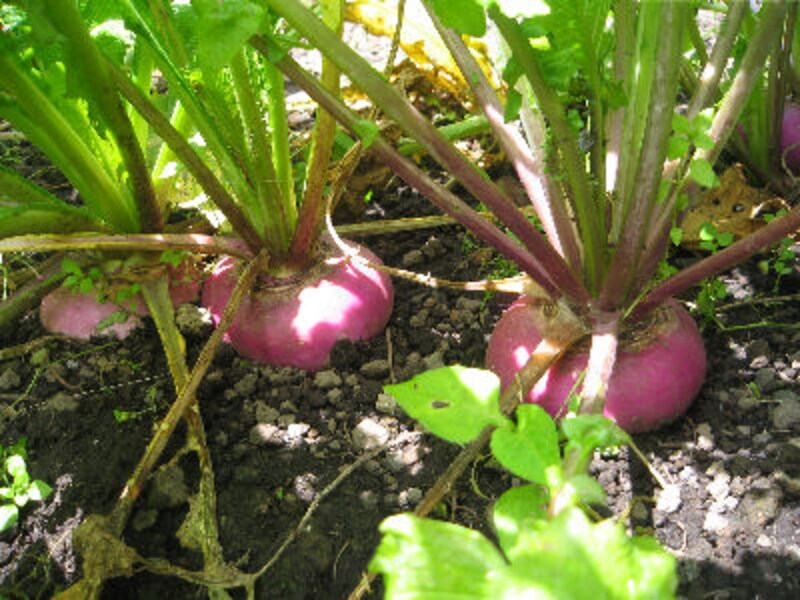 ハルニレ テラス