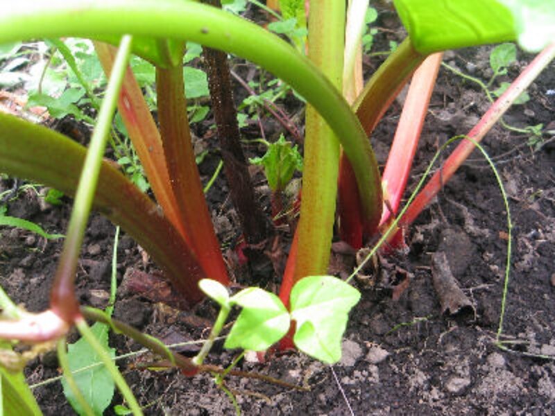 ハルニレ テラス