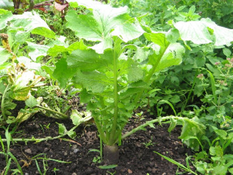 ハルニレ テラス