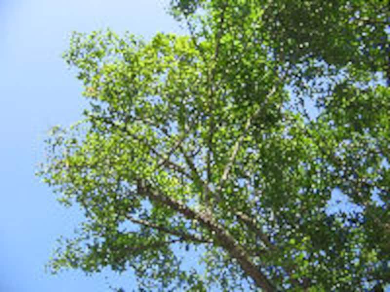 ハルニレ テラス