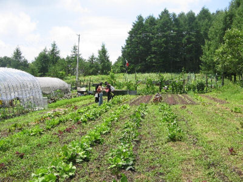 ハルニレ テラス