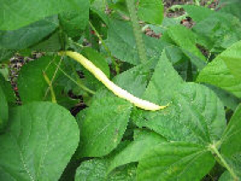 ハルニレ テラス