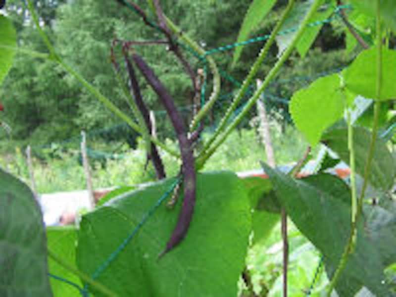 ハルニレ テラス