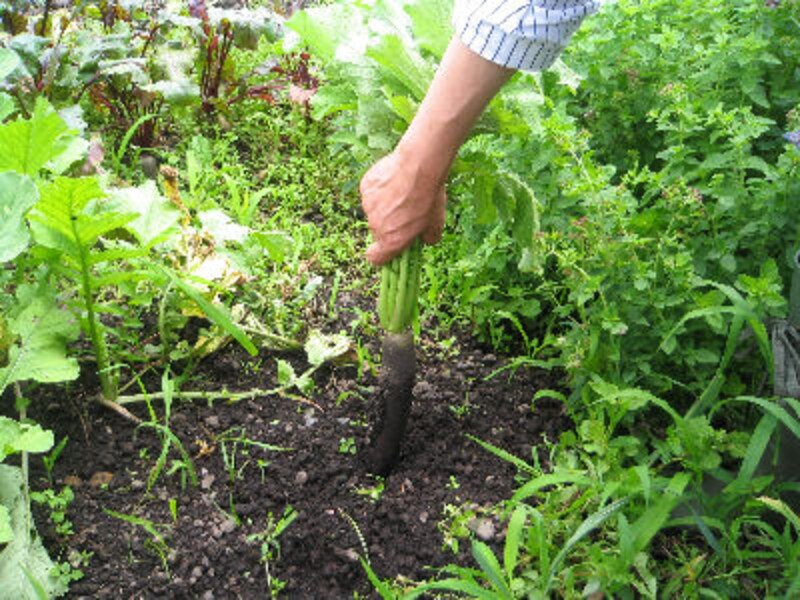 ハルニレ テラス