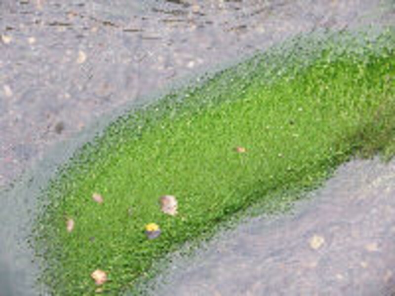 奥入瀬渓流ホテル