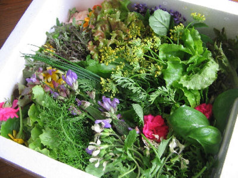 大西ハーブ農園×ラ・ヴェロニカ