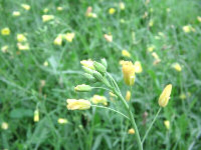 大西ハーブ農園×ラ・ヴェロニカ