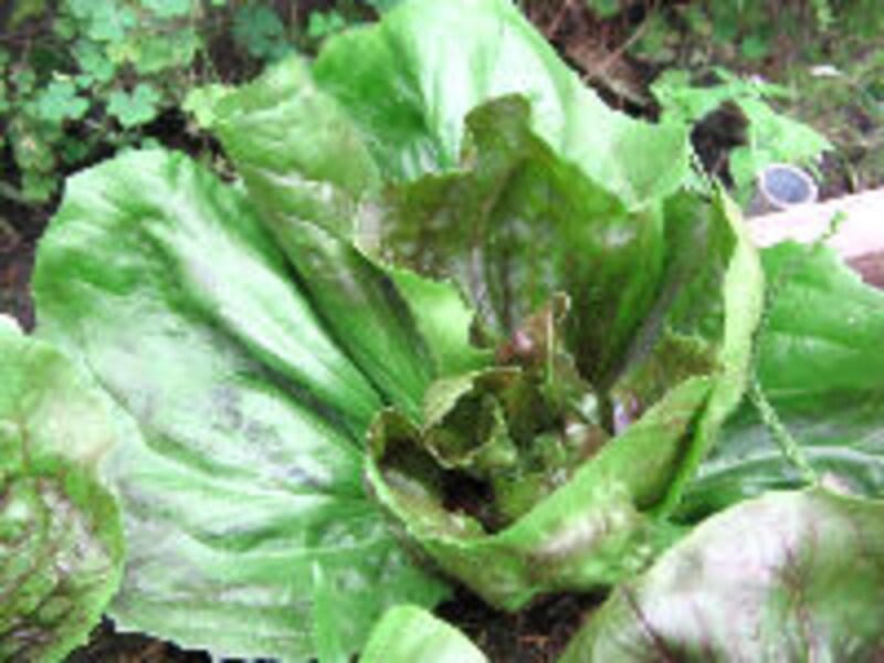 大西ハーブ農園×ラ・ヴェロニカ