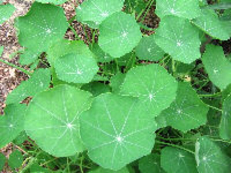 大西ハーブ農園×ラ・ヴェロニカ